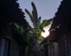 Palmon: Survival di Android 2026: Kenapa Game Koleksi Monster + Survival Ini Layak Dipantau